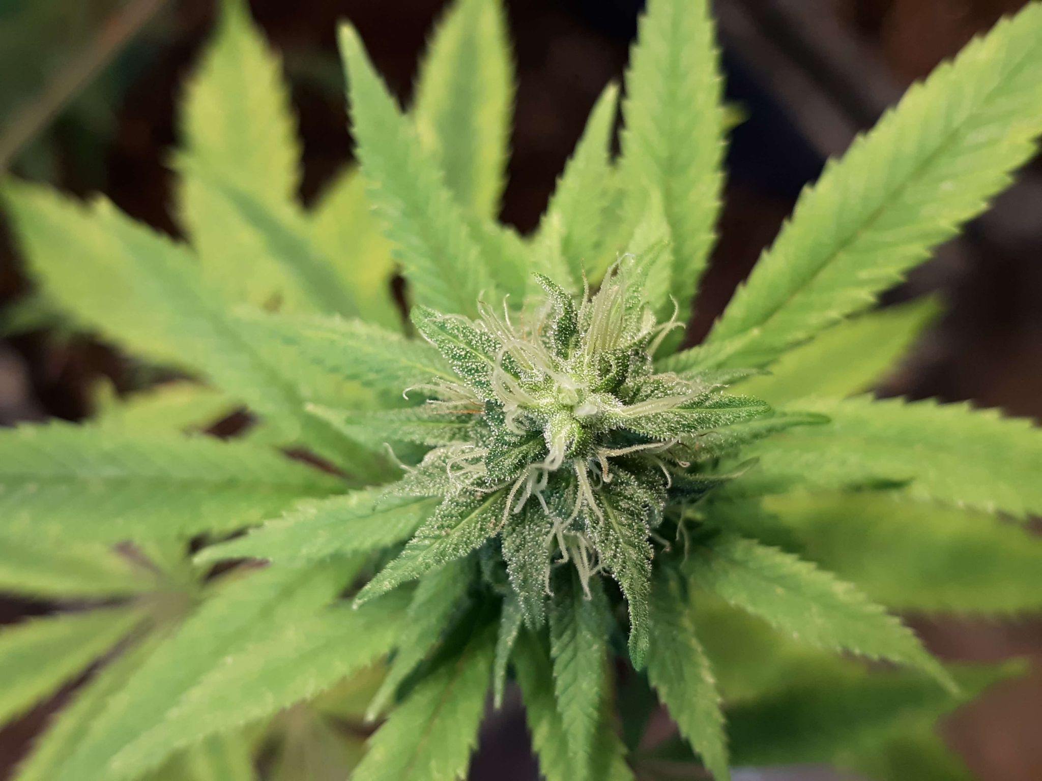 Respecting CBD & Best Quality Practices by Kelly Rippel - The Farmacy